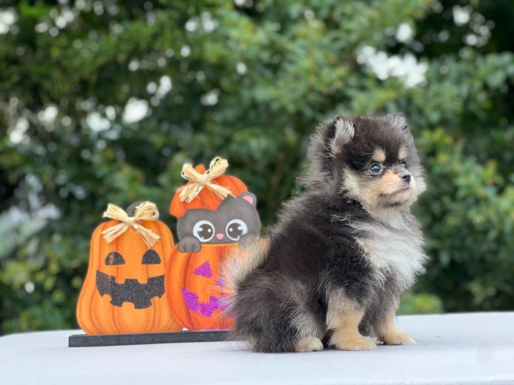 Maxxi《Reservar ahora》 